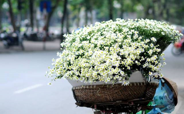 Nét đẹp mộc mạc của hoa cúc họa mi Nét đẹp mộc mạc của hoa cúc họa mi